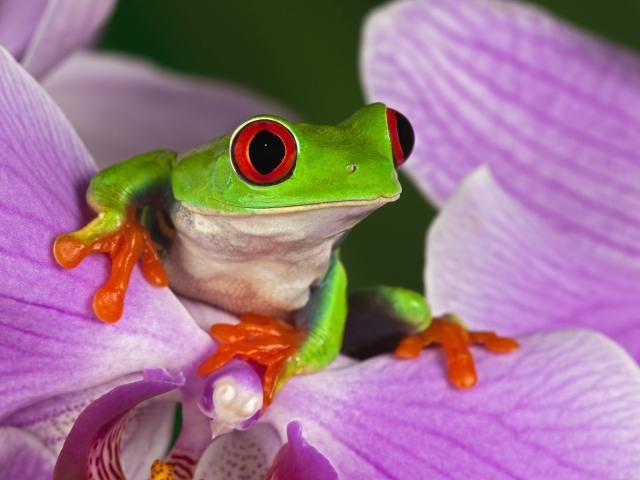 Red-Eyed_Tree_Frog_02