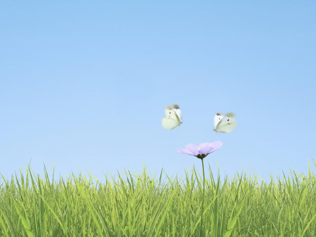 Two_Butterflies