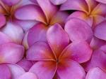 Pink_Plumeria_Flowers