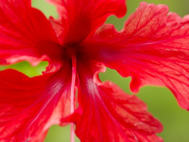 Red_Hibiscus_Flower