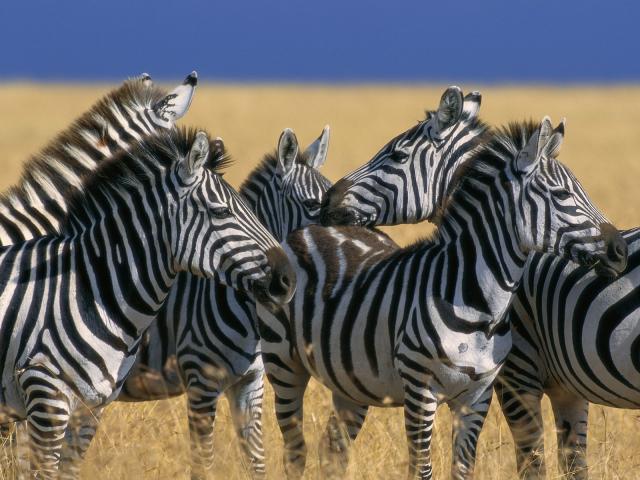 Plains_Zebras