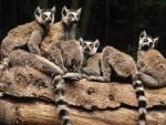 Ring-Tailed_Lemurs_Be
