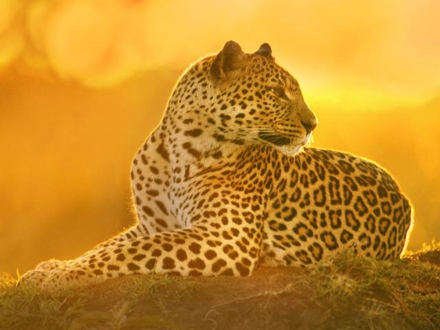 Leopardess_at_Sun