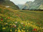 Alpine_Wildflowers