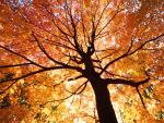 Autumnal_Leaves