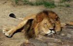 African_Lion_05