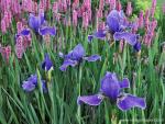 Blooming_Irises