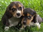 Beagle_Puppies