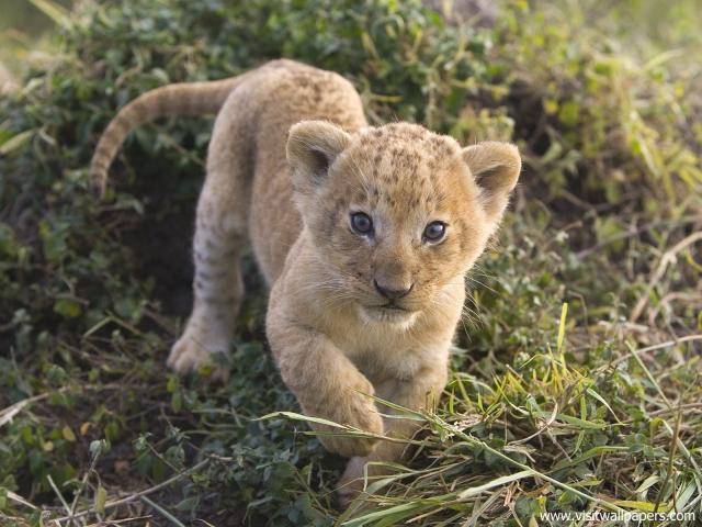 African_Lion_Cub3