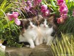 Kittens_in_Spring