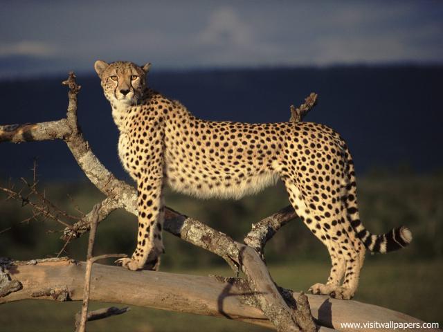 Cheetah_10