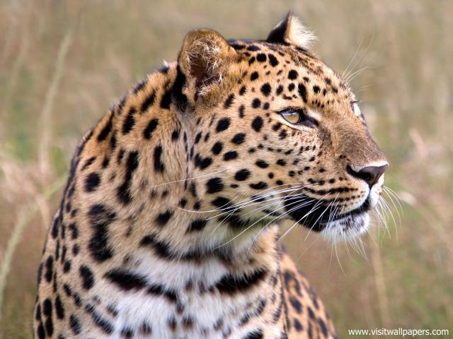 Leopard_28