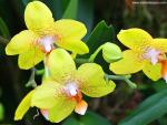 Yellow_Orchids_01