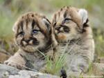 Mountain_Lion_Kittens