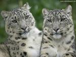 Snow_Leopard_04