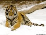 Snowy_Afternoon_Tiger