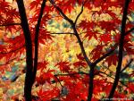 Autumn_Leaves_03