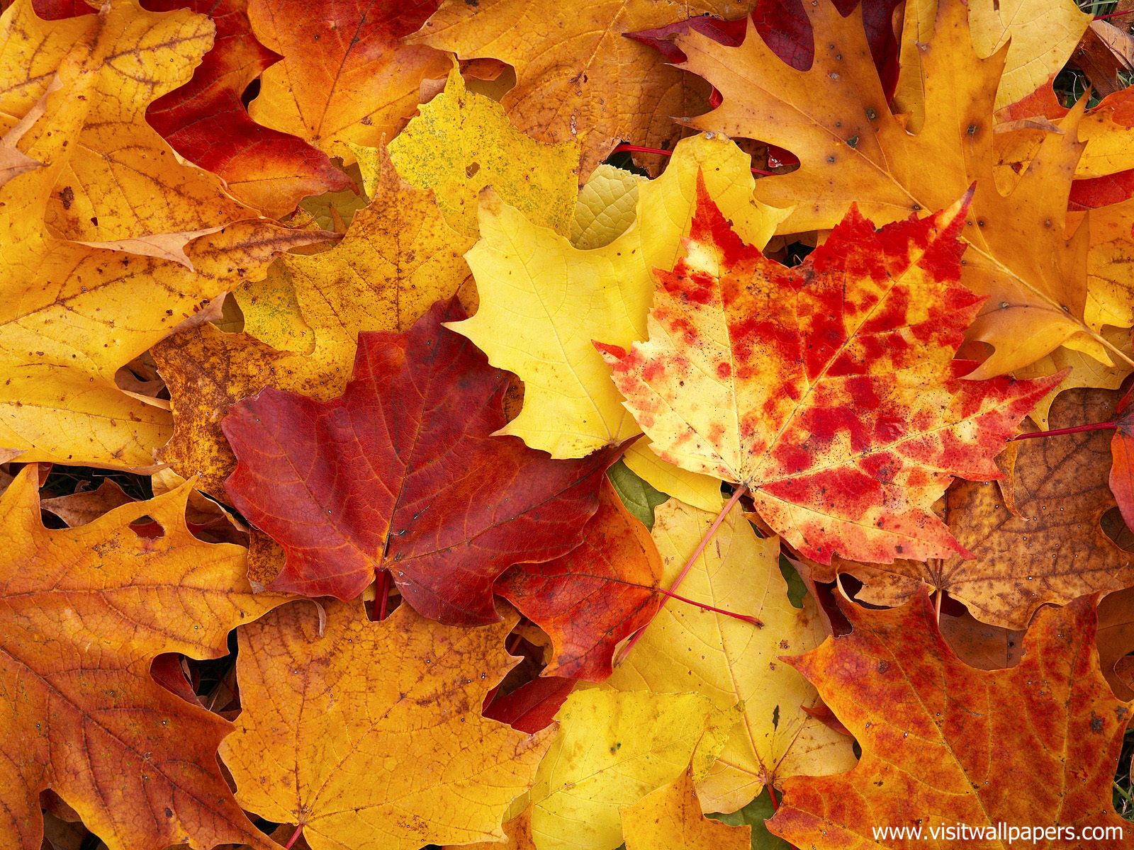 Autumn_Leaves_04