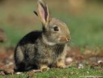 European_Rabbit