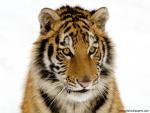 Tiger_51