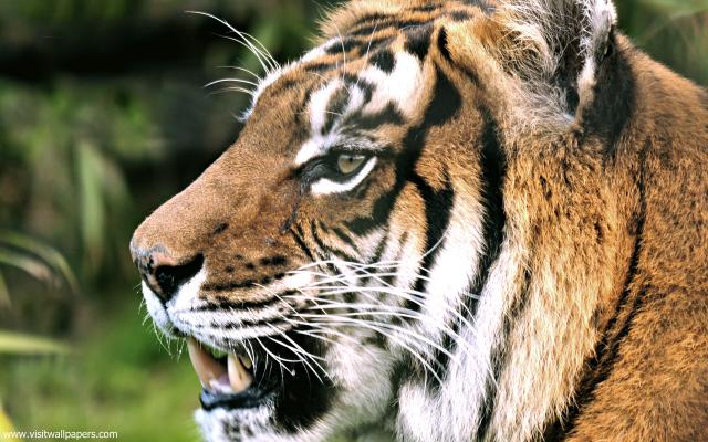 Tiger_76