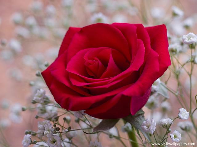 Fragrant_Red_Rose