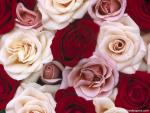 Fragrant_Roses