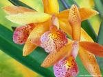 Colorful_Orchids_1