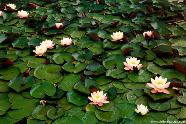 Water_Lilies