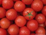 Fresh_Tomatoes