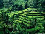 Rice_Terraces_Bali