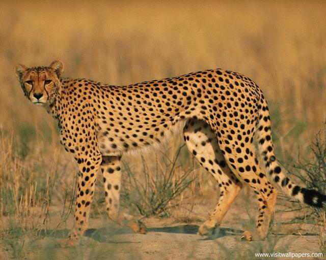 Cheetah_17