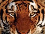 Tiger_125
