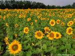Sunflower_Field_03