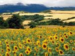 Sunflower_Field_07