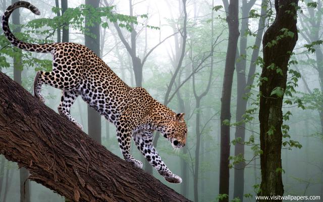 Leopard_33
