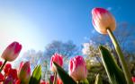 Colorful_Tulips_03