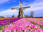 Colorful_Tulips_04