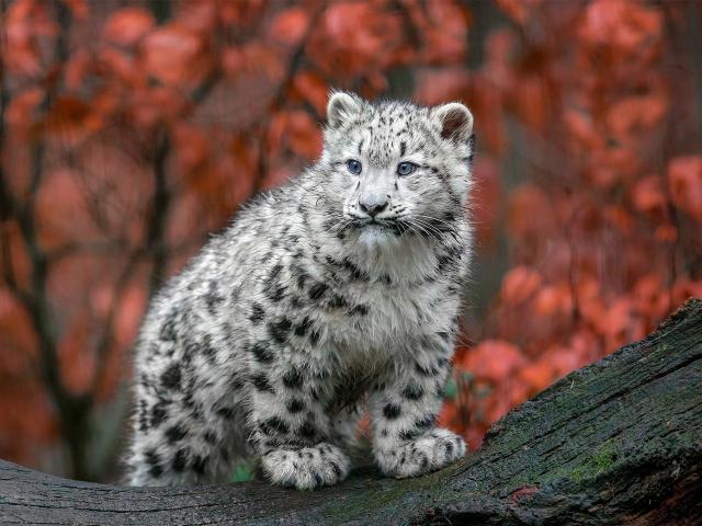 Snow_Leopard_09
