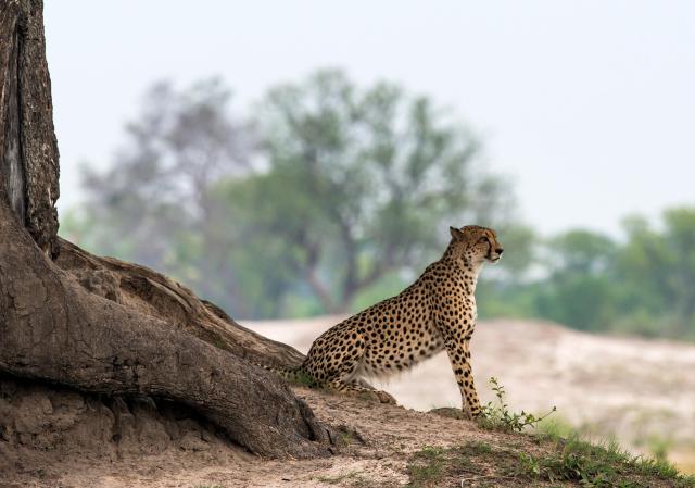 Cheetah_30
