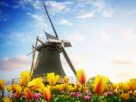 Windmill_61