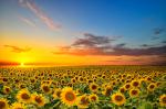 Sunflower_Field_13
