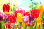 Colorful_Tulips_12
