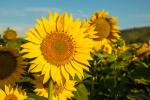 Sunflower_Field_14