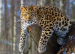Leopard_41
