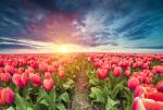 Colorful_Tulips_14