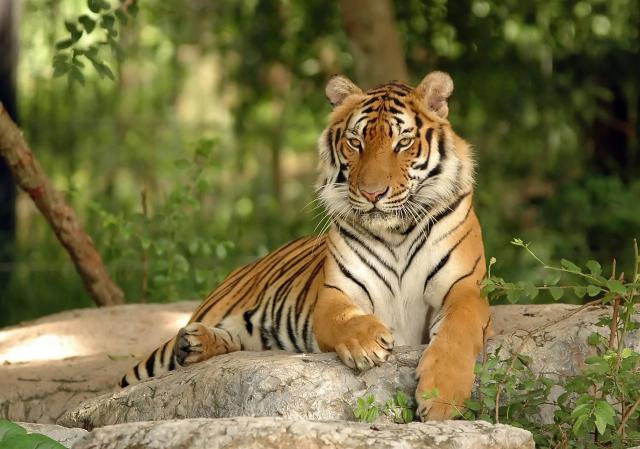 Tiger_167