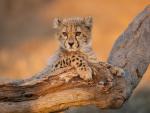Cheetah_38