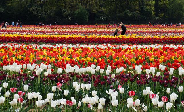 Colorful_Tulips_15