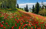 Colorful_Tulips_16